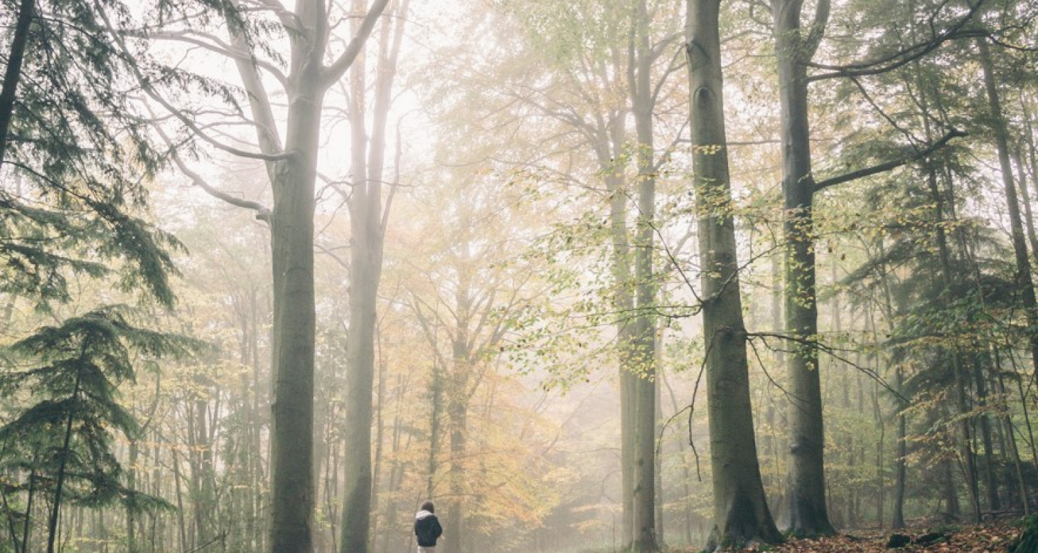 What’s the difference between hardwood and softwood?