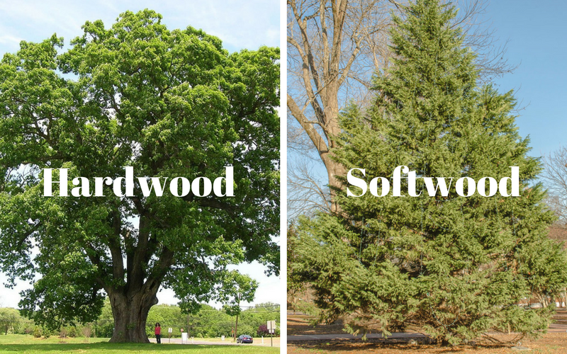 How To Identify Hardwood And Softwood at Sally Sanchez blog