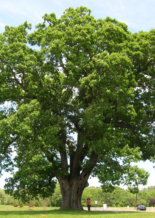 American Oak VS European Oak: Key Differences - The New & Reclaimed ...