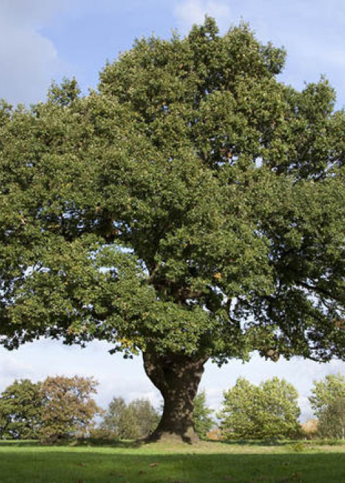 American Oak VS European Oak: Key Differences - The New & Reclaimed