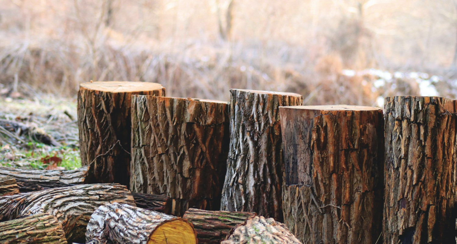 Wood Flooring Sustainability and Certification